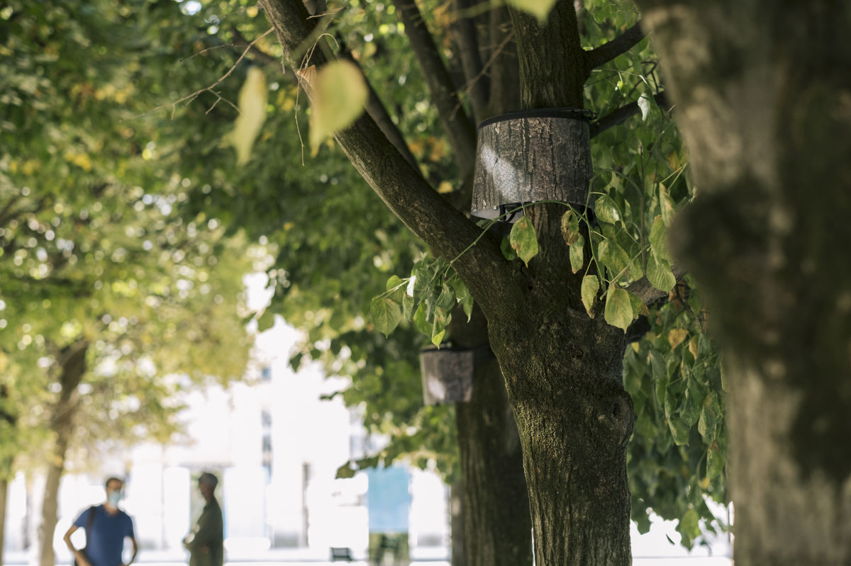 Singing Trees, Paris, 2020