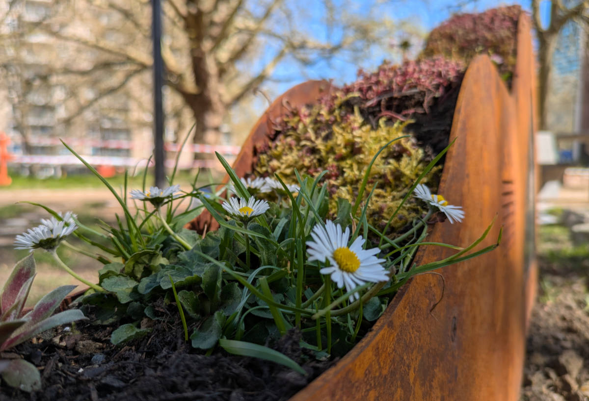 Daisies grow in and around T(h)ree root mounds